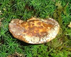 Attēlu rezultāti vaicājumam “Inonotus leporinus”