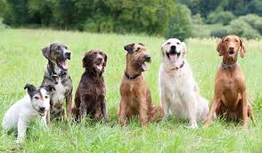 Afbeeldingsresultaat voor honden