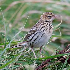 Image result for Anthus gustavi