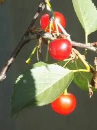 Attēlu rezultāti vaicājumam “Crataegus persimilis fruit”