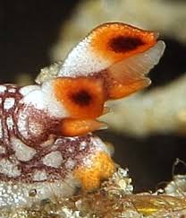 ผลการค้นหารูปภาพสำหรับ Bornella Anguilla