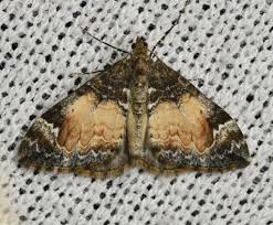 Attēlu rezultāti vaicājumam “Dysstroma truncata”