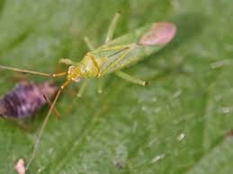 Attēlu rezultāti vaicājumam “Blepharidopterus angulatus”