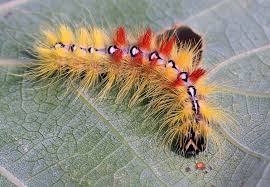 Attēlu rezultāti vaicājumam “Acronicta aceris larva”