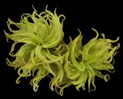 Attēlu rezultāti vaicājumam “Tortella tortuosa”