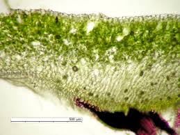 Attēlu rezultāti vaicājumam “Reboulia hemisphaerica”