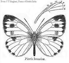 Attēlu rezultāti vaicājumam “Pieris brassicae underside”