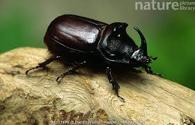 Attēlu rezultāti vaicājumam “Oryctes nasicornis male”