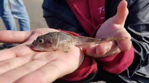 Image result for Myoxocephalus scorpius