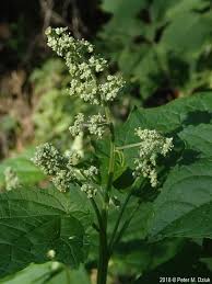 Attēlu rezultāti vaicājumam “Chenopodium acerifolium leaf”