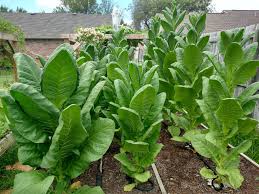 Attēlu rezultāti vaicājumam “Nicotiana tabacum leaf”