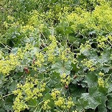 Image result for Alchemilla mollis