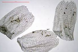 Attēlu rezultāti vaicājumam “Sphagnum teres”