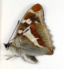 Attēlu rezultāti vaicājumam “Apatura iris male”