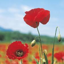 Image result for Papaver rhoeas