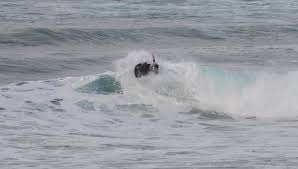 Image result for The British Kneeboard Surfing Club