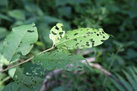 Attēlu rezultāti vaicājumam “Gonioctena”