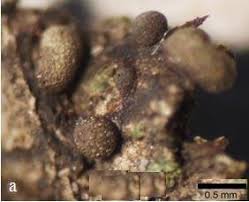 Attēlu rezultāti vaicājumam “Physarum cinereum”