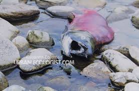 Image result for Oncorhynchus nerka