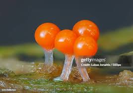 Attēlu rezultāti vaicājumam “Trichia sp.”