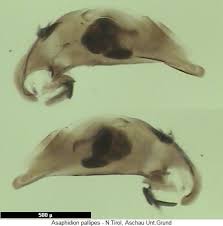 Attēlu rezultāti vaicājumam “Asaphidion pallipes”