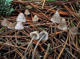 Attēlu rezultāti vaicājumam “Mycena”