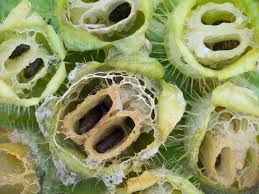 Attēlu rezultāti vaicājumam “Echinocystis lobata fruit”