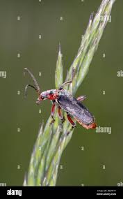 Attēlu rezultāti vaicājumam “Cantharis rustica imago”