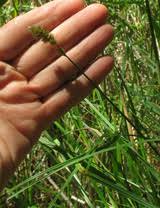 Attēlu rezultāti vaicājumam “Carex disticha”