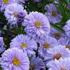 Attēlu rezultāti vaicājumam “Symphyotrichum x salignum flower”