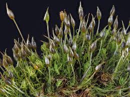 Attēlu rezultāti vaicājumam “Weissia brachycarpa”