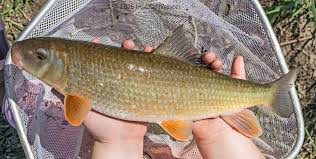 Image result for Moxostoma duquesnei