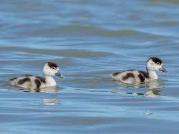 Attēlu rezultāti vaicājumam “Tadorna tadorna”