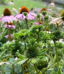 Attēlu rezultāti vaicājumam “Echinacea purpurea bud”
