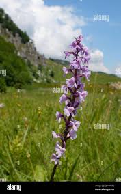 Attēlu rezultāti vaicājumam “Gymnadenia conopsea”