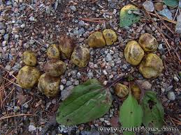 Attēlu rezultāti vaicājumam “Rhizopogon luteolus”