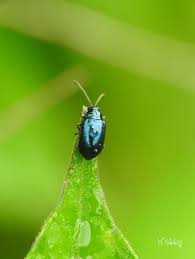 Attēlu rezultāti vaicājumam “Altica sp.”