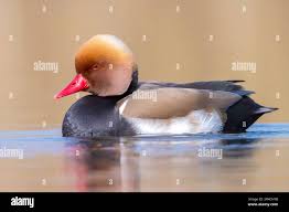 Image result for Netta rufina