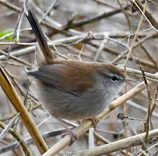 Image result for Cettia cetti