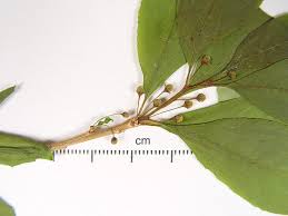 Attēlu rezultāti vaicājumam “Xylita laevigata”