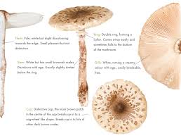 Attēlu rezultāti vaicājumam “Macrolepiota”