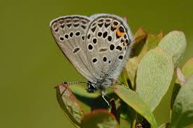 Attēlu rezultāti vaicājumam “Vacciniina optilete”