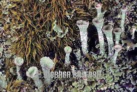 Attēlu rezultāti vaicājumam “Cladonia fimbriata”