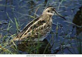 Image result for Lymnocryptes minimus