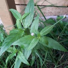Attēlu rezultāti vaicājumam “Epilobium montanum leaf”