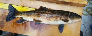 Image result for Catostomus commersonii