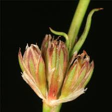 Attēlu rezultāti vaicājumam “Juncus bulbosus flower”