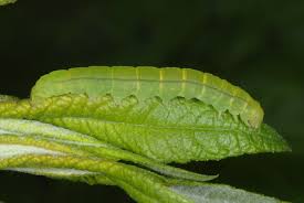 Attēlu rezultāti vaicājumam “Scoliopteryx libatrix”