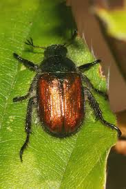 Attēlu rezultāti vaicājumam “Phyllopertha horticola”