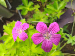 Attēlu rezultāti vaicājumam “Geranium palustre flower”